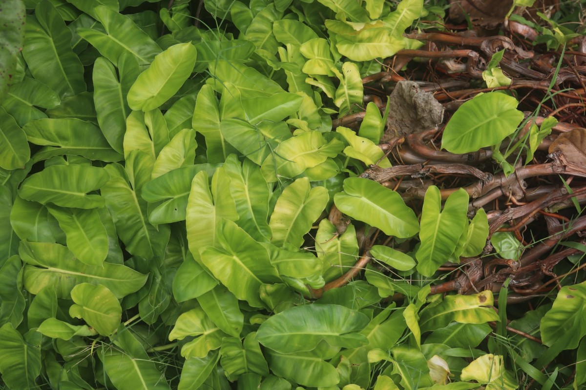 Philodendron burle-marxii G.M.Barroso
